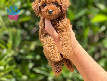 Orijinal toy poodle