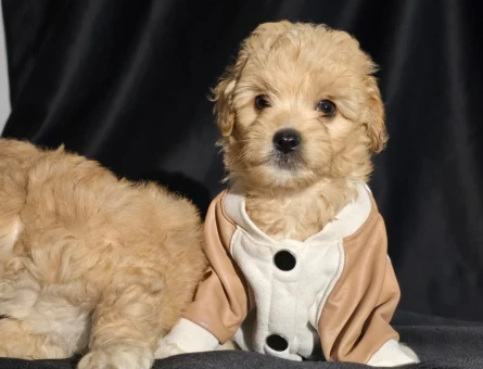 ORJİNAL TEACUP MALTIPOO YAVRULAR - 4945