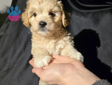ORJİNAL TEACUP MALTIPOO YAVRULAR