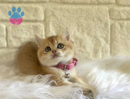 British Shorthair Golden Sarı Kız Yuva Arıyor