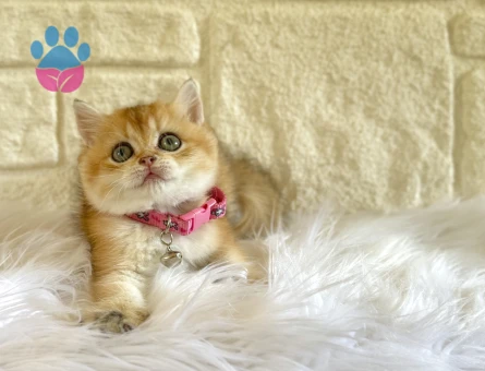 British Shorthair Golden Sarı Kız Yuva Arıyor