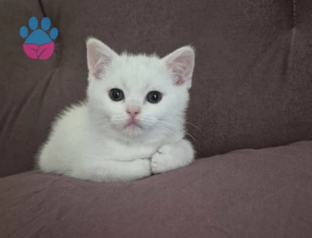 British Longhair Prensesime acil yuva arıyorum