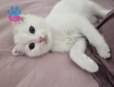 British Longhair Prensesime acil yuva arıyorum - 6214