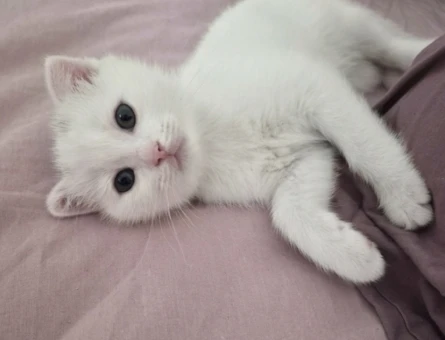 British Longhair Prensesime acil yuva arıyorum - 6214