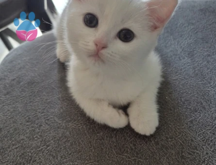 British Longhair Prensesime acil yuva arıyorum