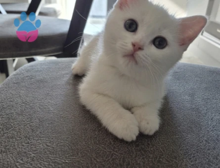 British Longhair Prensesime acil yuva arıyorum