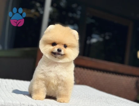 Pomeranian mini dişi yavrumuz
