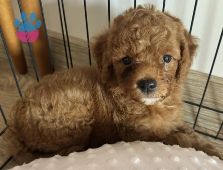 2 AYLIK ERKEK TOY POODLE - 6218