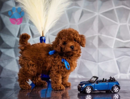 Irk ve Sağlık Garantili Toy Poodle Yavrular