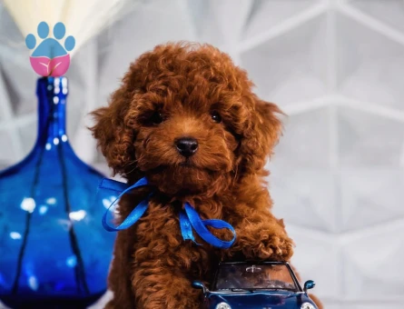 Irk ve Sağlık Garantili Toy Poodle Yavrular