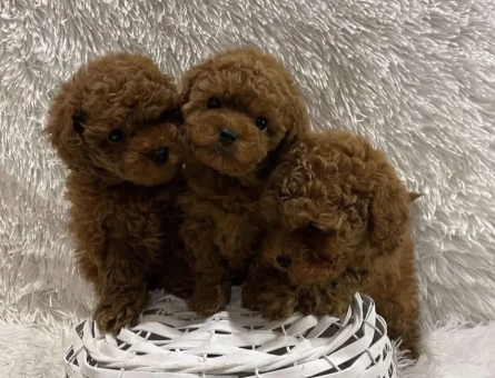 Irkının En Güzel Poodle Bebekleri - 6220
