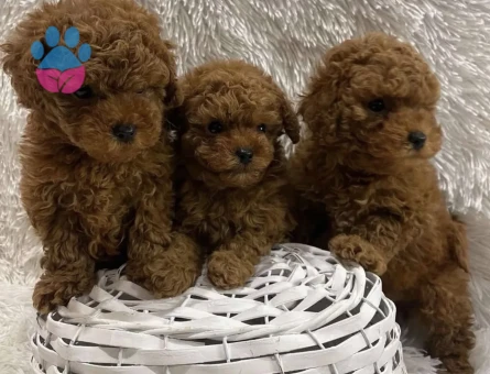 Irkının En Güzel Poodle Bebekleri
