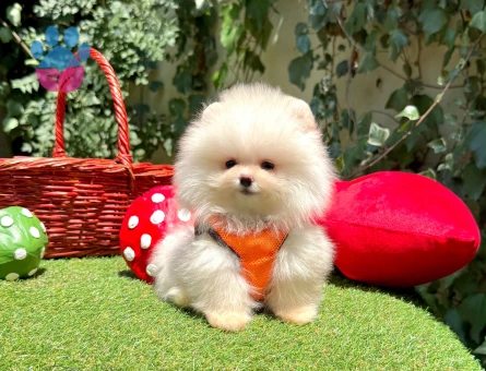 Ayıcık Surat Pomeranian Boo Bebekler