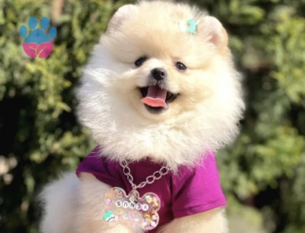Hem Ufak Hem Sevimli Boo Pomeranian - 6222