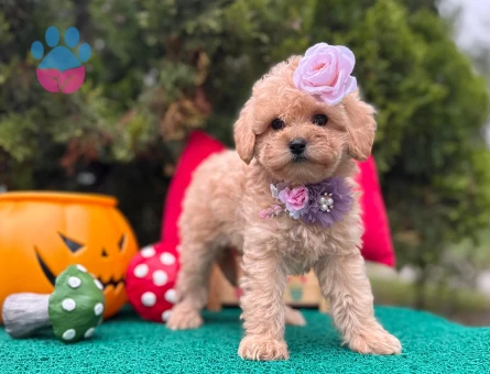 Maltipoo Mini Sevimli Yavrular - 6223