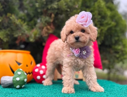 Maltipoo Mini Sevimli Yavrular - 6223