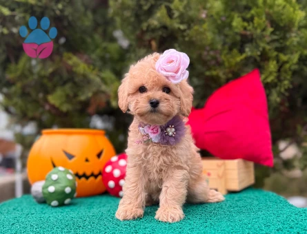 Maltipoo Mini Sevimli Yavrular