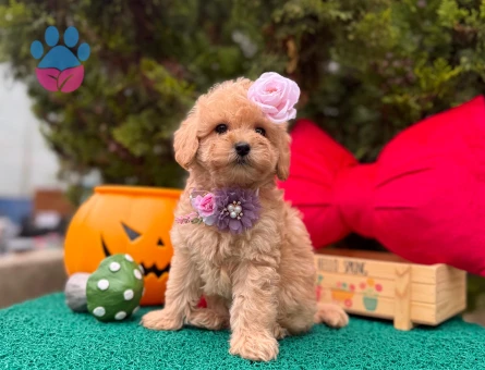 Maltipoo Mini Sevimli Yavrular