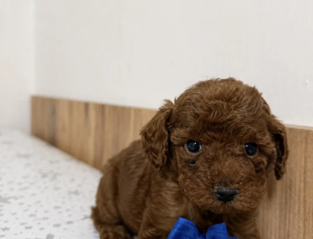 Poodle Bebekler - 6224