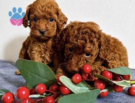 Poodle Bebekler