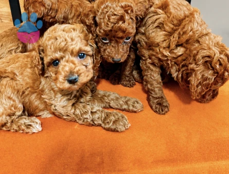 Poodle Bebekler