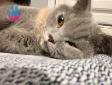 Safkan British Shorthair Dişi Kedimiz (ÜCRETSİZ)