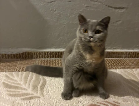 Safkan British Shorthair Dişi Kedimiz (ÜCRETSİZ) - 6225