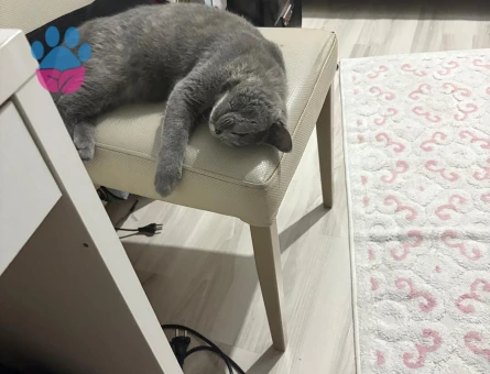 Safkan British Shorthair Dişi Kedimiz (ÜCRETSİZ)