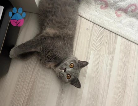 Safkan British Shorthair Dişi Kedimiz (ÜCRETSİZ)
