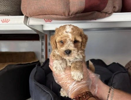 BABYFACE MALTİPOO YAVRULARIMIZ - 6226