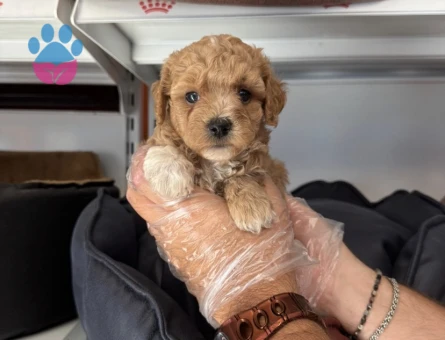 BABYFACE MALTİPOO YAVRULARIMIZ