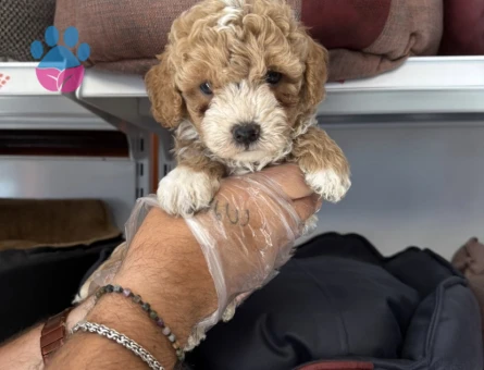 BABYFACE MALTİPOO YAVRULARIMIZ