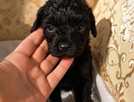 2 AYLIK SİYAH TOY POODLE - 6227