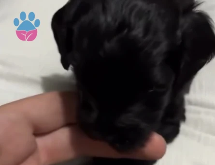 2 AYLIK SİYAH TOY POODLE