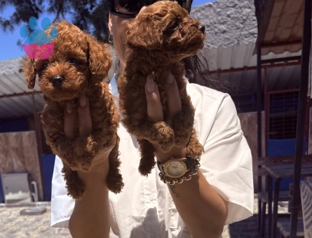 Toy poddle yavrularım sağlık ve ırk garantilidir
