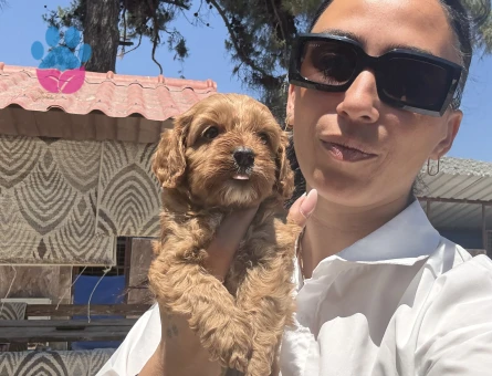Maltipoo yavrularım sağlık ve ırk garantilidir