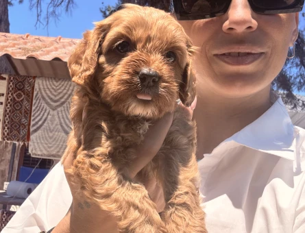 Maltipoo yavrularım sağlık ve ırk garantilidir - 6231
