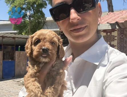 Maltipoo yavrularım sağlık ve ırk garantilidir
