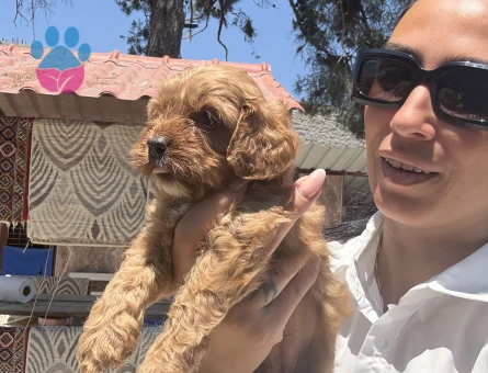 Maltipoo yavrularım sağlık ve ırk garantilidir