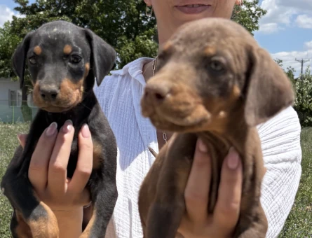 Doberman yavrularım sağlık ve ırk garantilidir - 6232