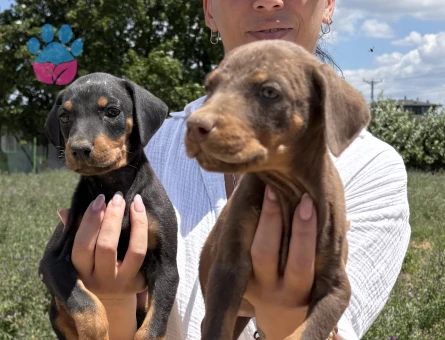 Doberman yavrularım sağlık ve ırk garantilidir