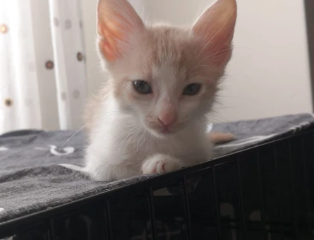 Kül Sarısı Kızıma Ömürlük Yuva