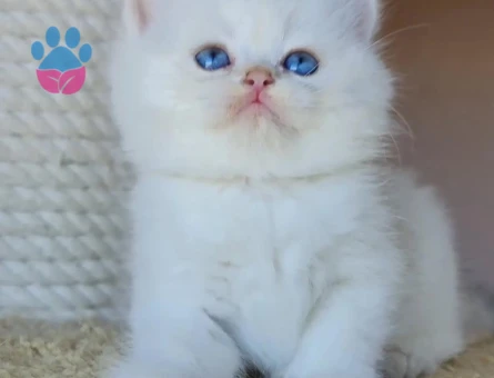 British shorthair bebekler