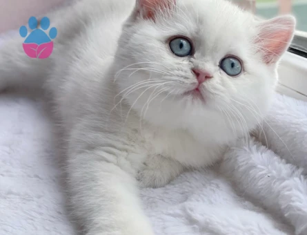 British shorthair bebekler