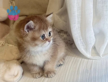 British shorthair bebekler