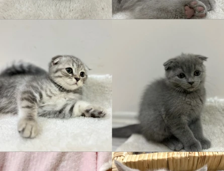 Ev Scottish Fold’undan 5 Yavrumuz Yuva Arıyor