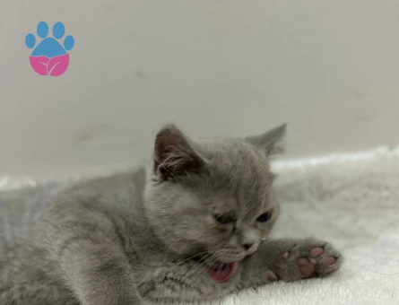 Ev Scottish Fold’undan 5 Yavrumuz Yuva Arıyor