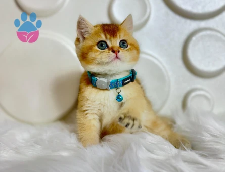 British Shorthair Golden NY11 Erkek Topaç Kafa