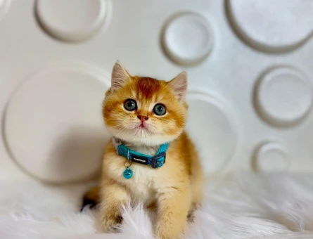 2 Aylık British Shorthair Golden NY11 Erkek