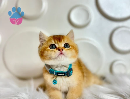 2 Aylık British Shorthair Golden NY11 Erkek